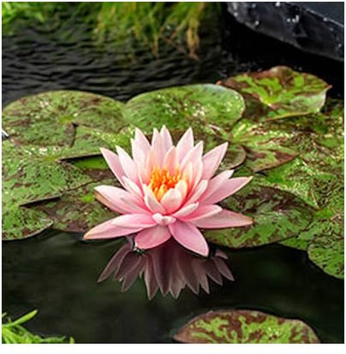 Moerings Nymphaea Colorado | Waterlelie | In 3L Mand