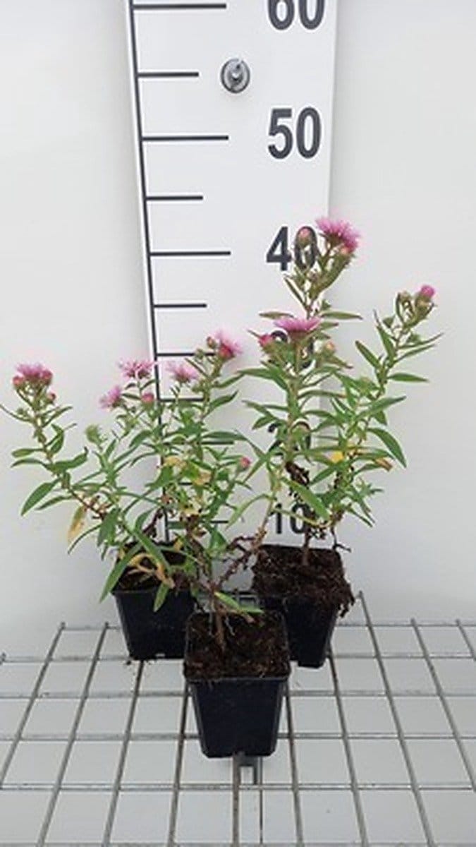 6x Aster - Aster n.a. 'Rudelsburg' | 9x9 cm pot