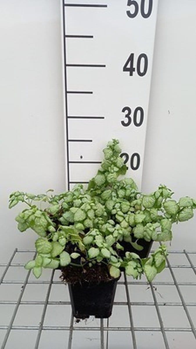 6x Dovenetel - Lamium mac. 'White Nancy' | 9x9 cm pot