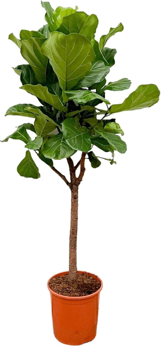 Ficus Lyrata boom - 160-180cm - ⌀30