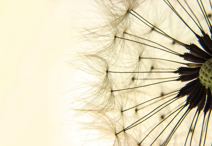 Fotobehang Dandelion | XL - 208cm x 146cm | 130g/m2 Vlies