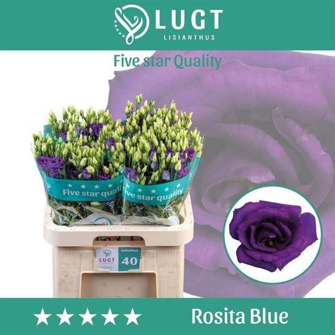 10x Eust.rosita blue du 70cm