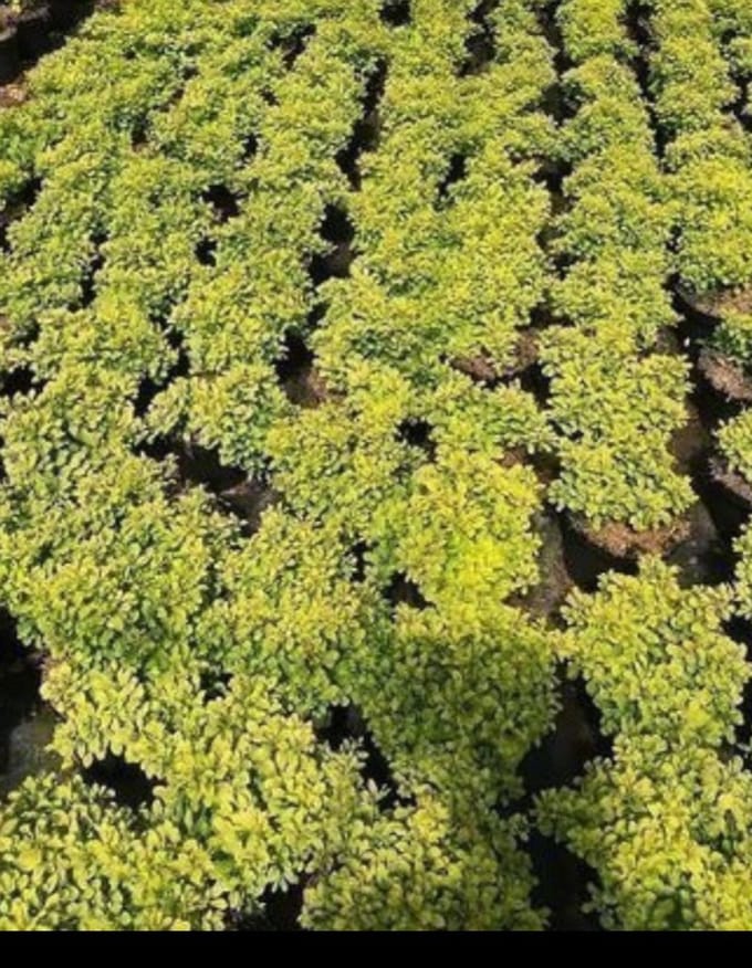 Berberis thunb. 'Tiny Gold'® - Zuurbes 20- 25 cm in pot