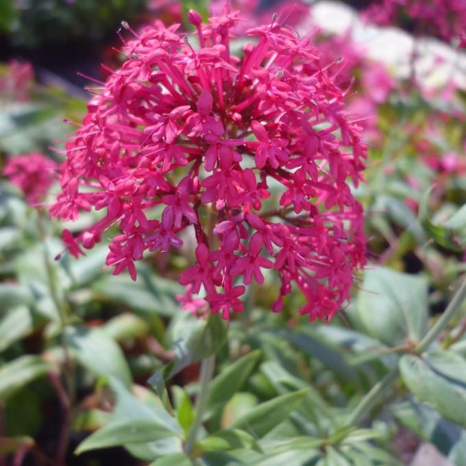 6 x Centranthus Ruber'Coccineus' - Rode Valeriaan pot 9x9cm