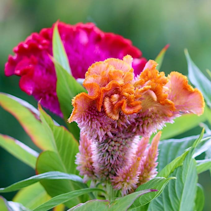 Celosia kam, verse BLOEMzaden PREMIUM mix, 0,5g