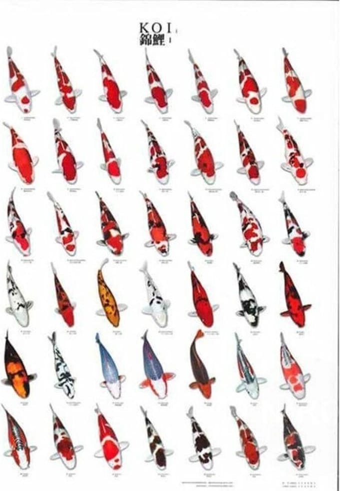 SuperFish Koiposter Nr.1 A4 Gelamineerd