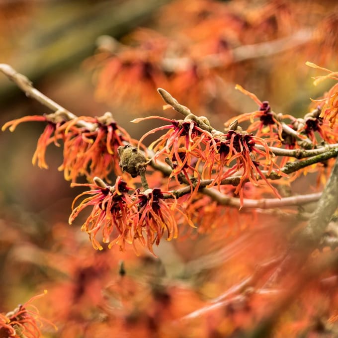 Hamamelis x intermedia 'Aphrodite', Toverhazelaar, 2 liter pot