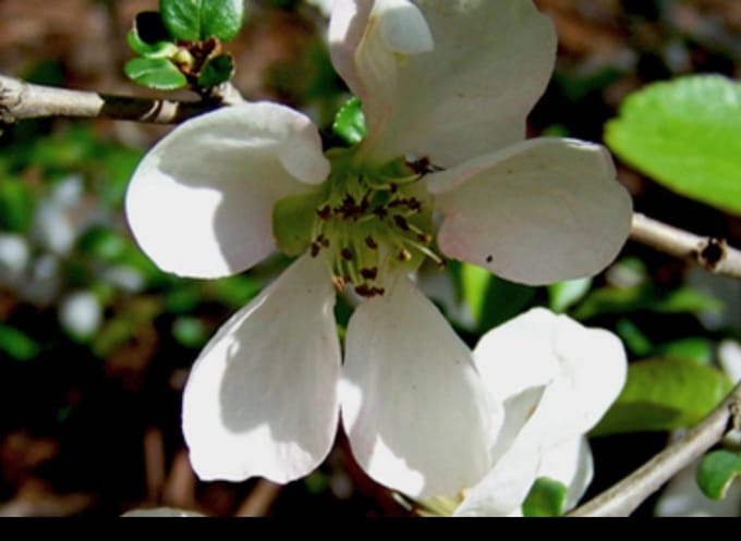 2 x Chaenomeles spec. 'Nivalis' - Sierkwee 30- 40 cm in pot