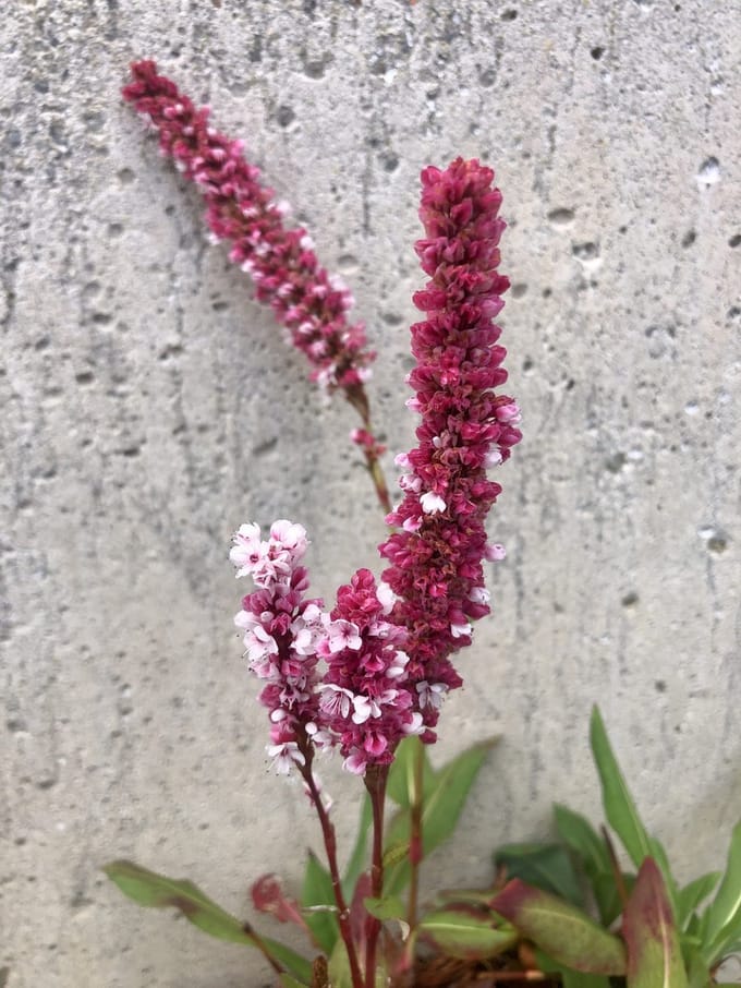 6x Duizendknoop - Persicaria Affinis 'Superba' | 9x9 cm pot
