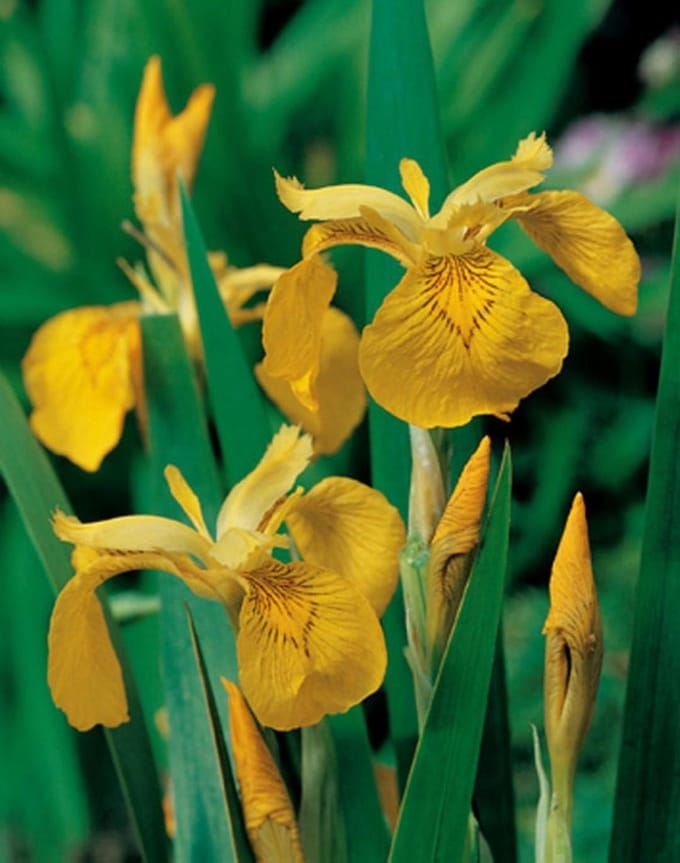 Moerings Iris Pseudacorus | Gele Lis | In 25CM Mand Kant en Klaar
