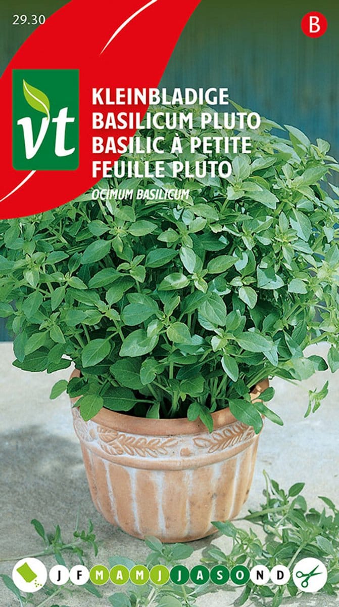 Basilicum kleinbladige Pluto zaden - Compacte basilicum met sterke aromatische smaak