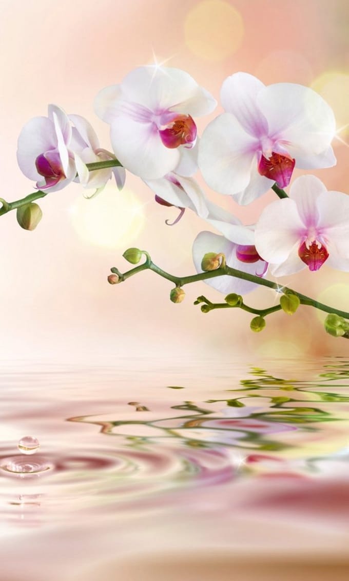 Fotobehang - White Orchid 150x250cm - Vliesbehang