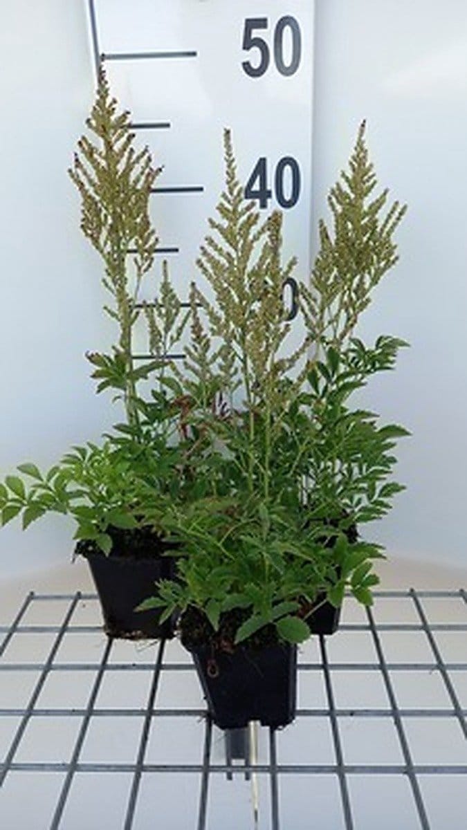 6x Prachtspirea - Astilbe (a) 'Snowdrift' | 9x9 cm pot