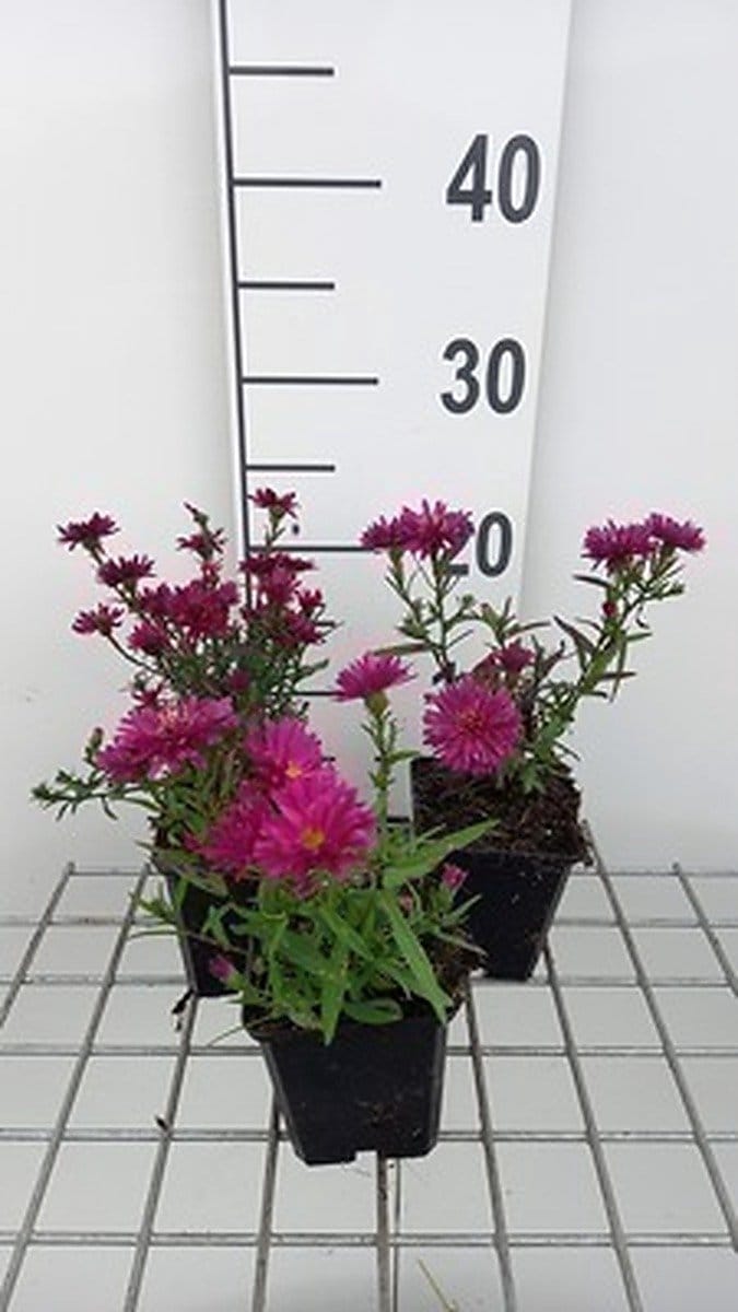 6x Aster - Aster n.b. 'Royal Ruby' | 9x9 cm pot