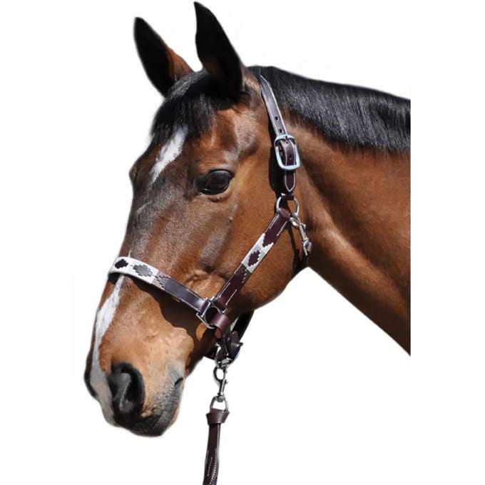 Halster voor paarden Flags&Cup Chukka