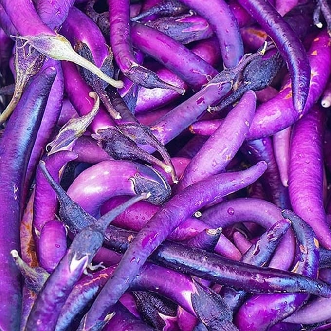 BIO aubergine zaden - Potaubergine Slim Jim