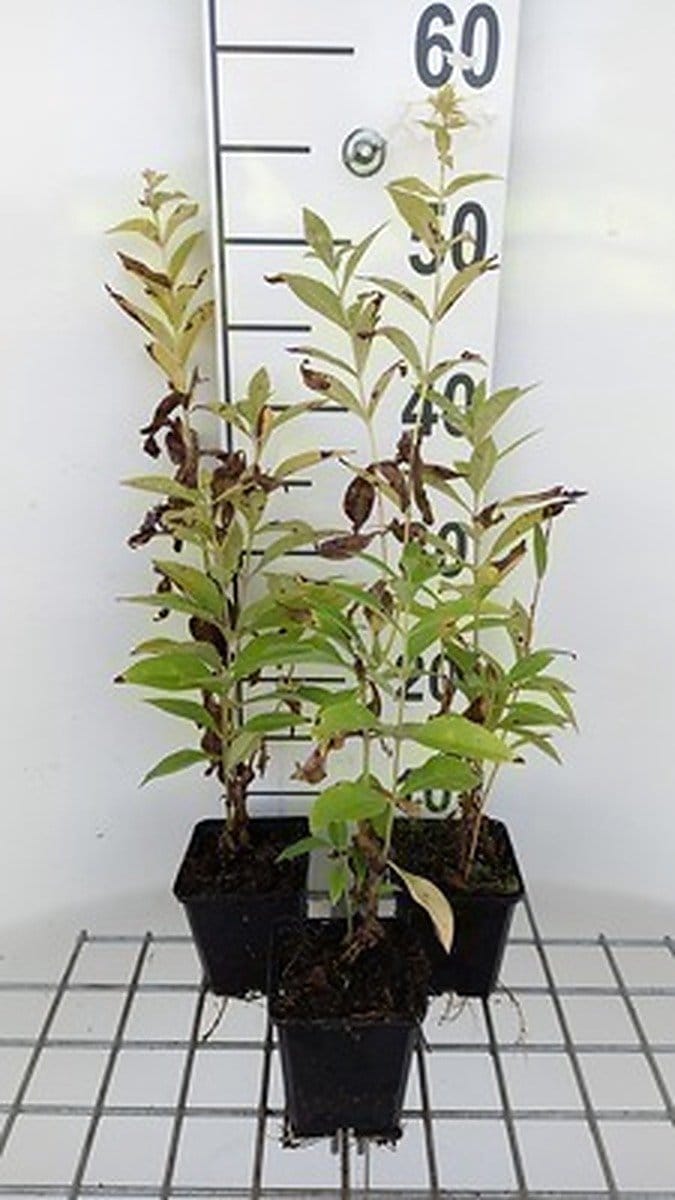 6x Vlambloem - Phlox (p) 'Fujiyama' | 9x9 cm pot