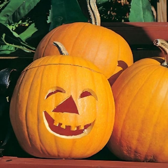 Pompoen zaden - Pompoen Jack O Lantern