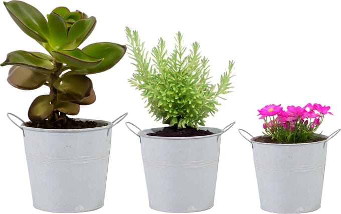 Emmer/plantenpot/bloempot - set van 3x stuks - zink - whitewash