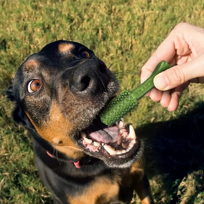 Set van 4 hondenspeeltjes Nylabone Nutri Dent Large TU
