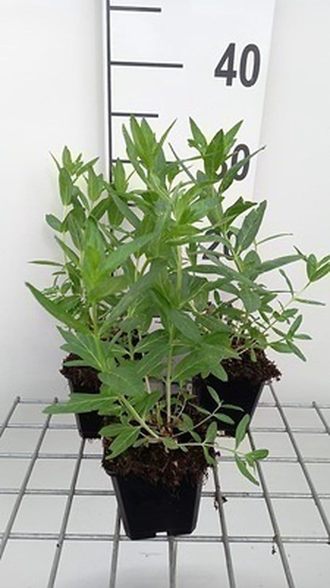 6x Kattenstaart - Lythrum sal. 'Blush' | 9x9 cm pot