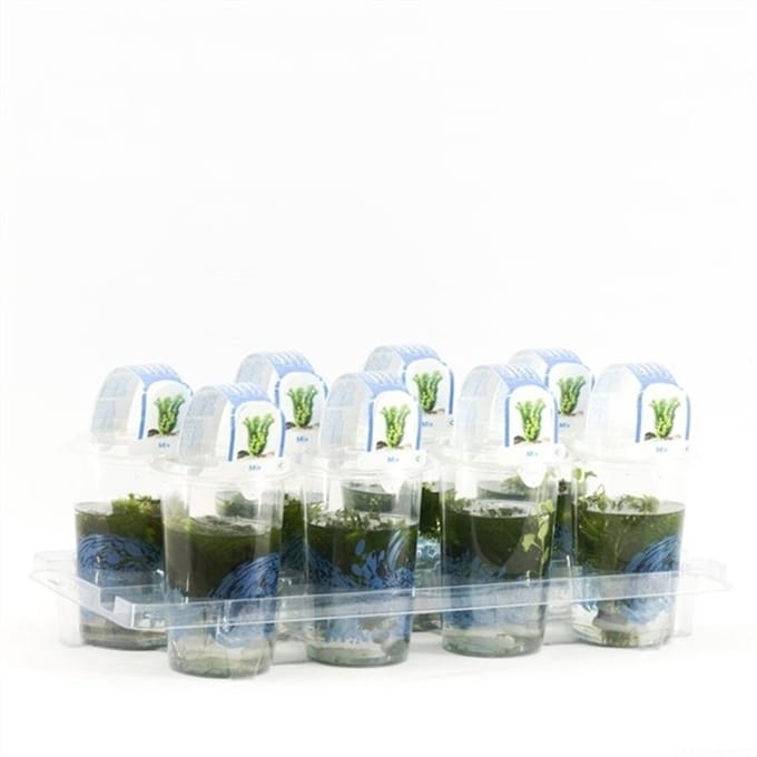 Moerings Zuurstofplanten mix | In Beker Medium