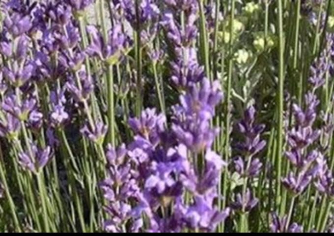 2 x Lavandula ang. 'Dwarf Blue' - Lavendel In pot 3 liter