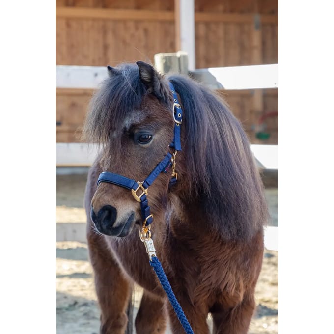 Halster voor paarden Covalliero TopLine
