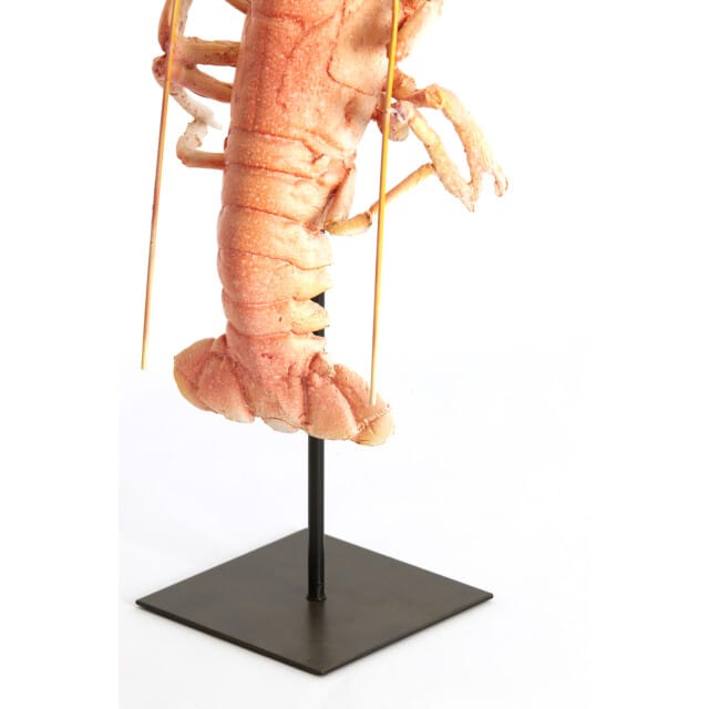 Light & Living - Ornament LOBSTER - 25x14x56.5 cm - Oranje