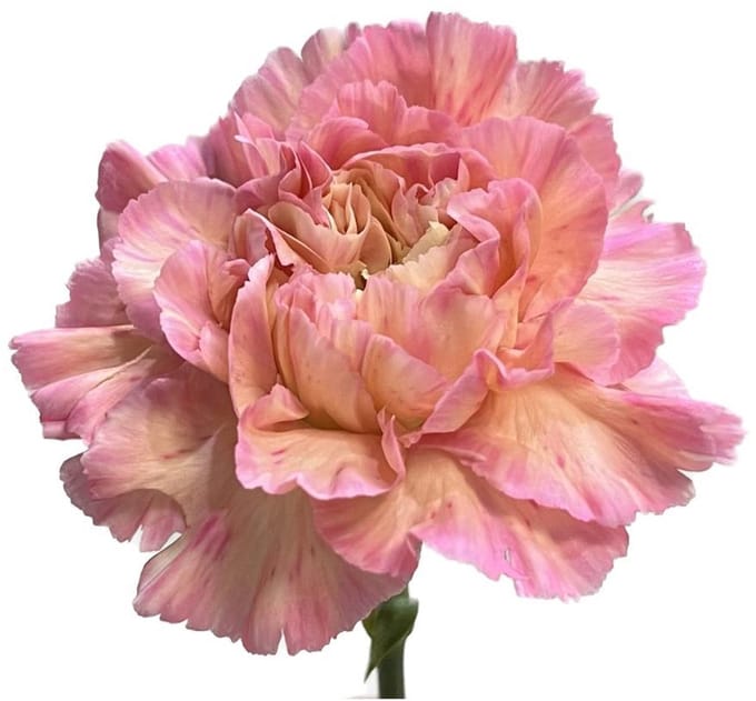 20x Dian.st.minami passion 60cm