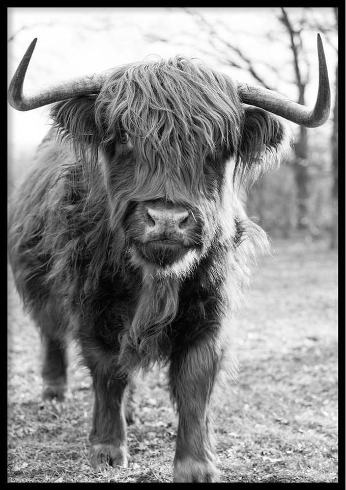 Poster Schotse Hooglander - 30x40cm – Natuur Poster