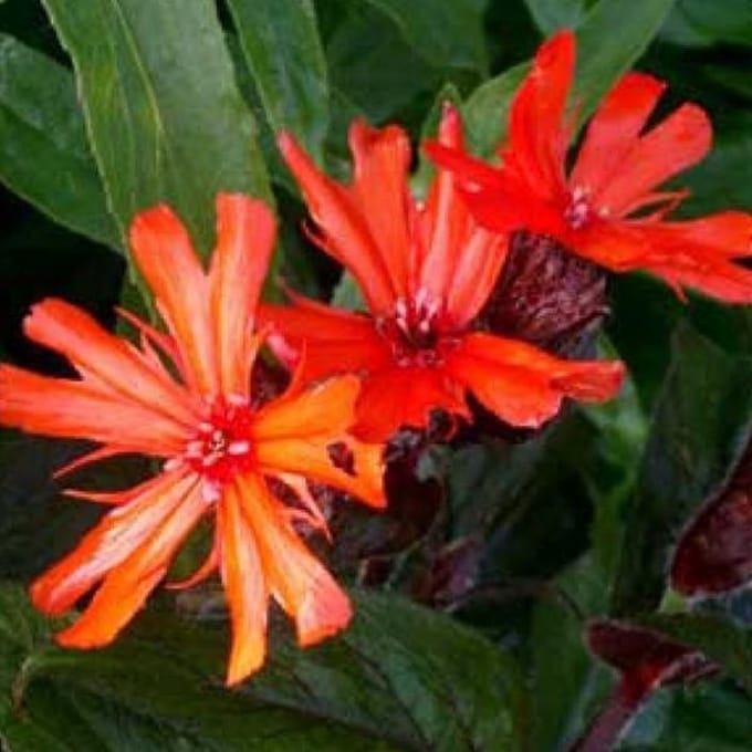 6 x Lychnis Arkwrightii 'Vesuvius' - Koekoeksbloem pot 9x9cm