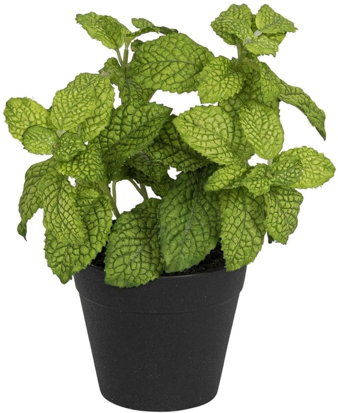 Munt in pot, groen 20cm