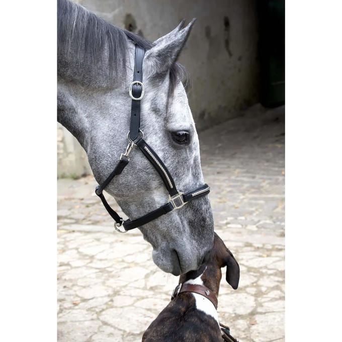 Lederen halster voor paarden T de T Clincher