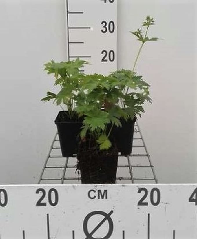 6x Ooievaarsbek - Geranium sylv. 'Mayflower' | 9x9 cm pot