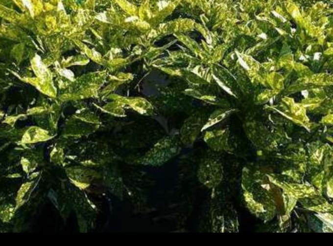 Aucuba jap. 'Crotonifolia' - Geelbonte Aucuba 60- 80 cm in pot
