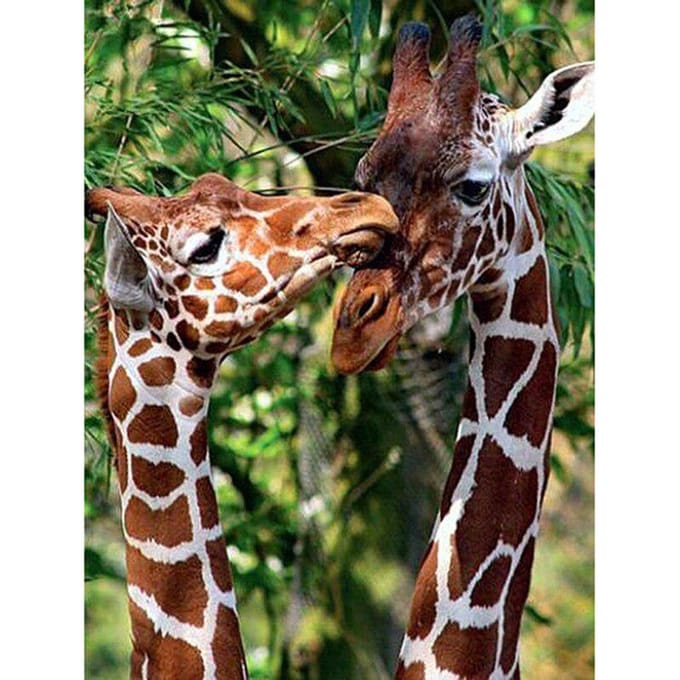 5D Diamond schilderij giraffe dier muur foto baby diamant borduurwerk kruissteek 20X30CM black