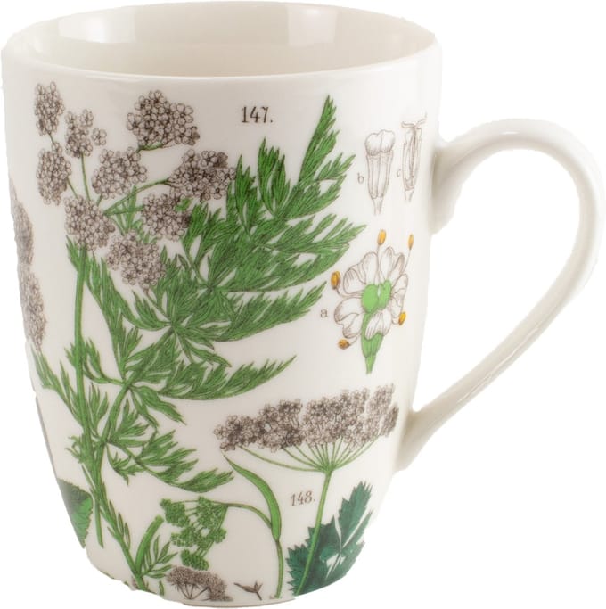 Mok, Zevenblad, Hortus Botanicus