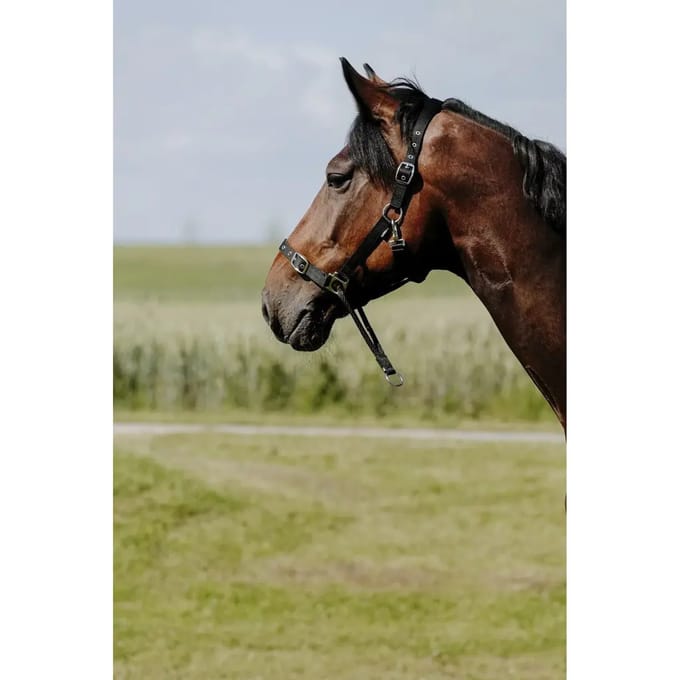 Halster voor paarden Norton Educatif