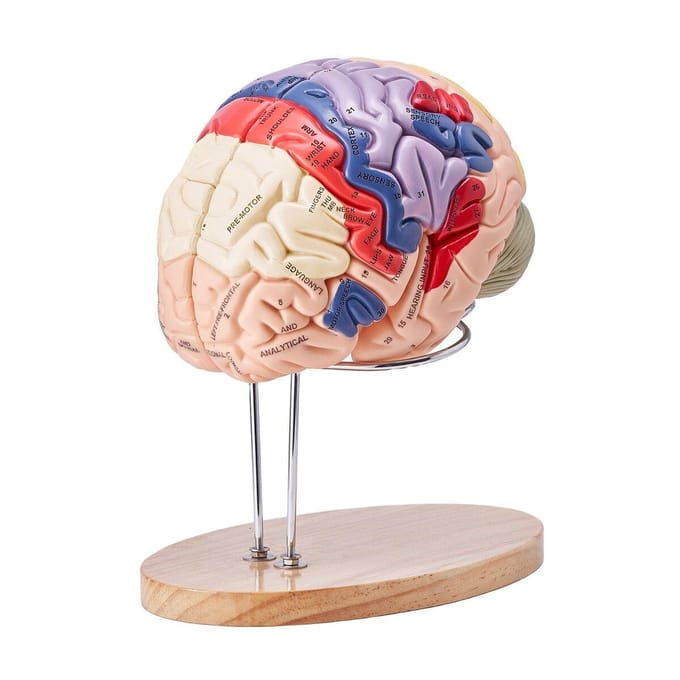 Modèle Anatomique du Cerveau Humain, Modèle Anatomique du Cerveau Humain en 4 Parties, Taille Réelle x2, avec Étiquettes et Base d'Affichage, Modèle de Cerveau Détachable Coloré pour la Science