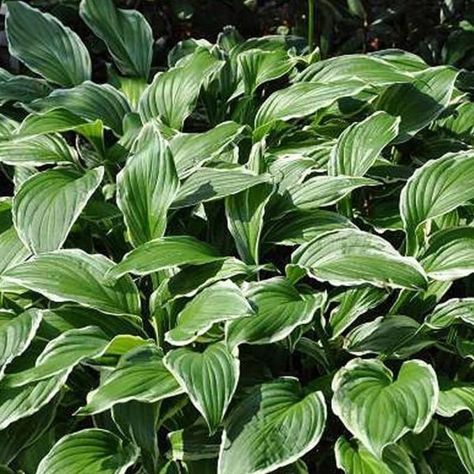 6 x Hosta Crispula - Hartlelie Pot 9x9cm - Sierlijk Bladontwerp