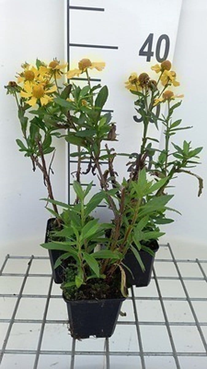 6x Zonnekruid - Helenium hybr. 'Sahin's Early Flowerer' | 9x9 cm pot