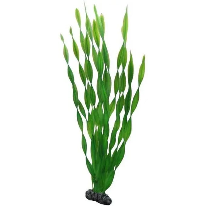 Aquarium decoratie Hobby Vallisneria