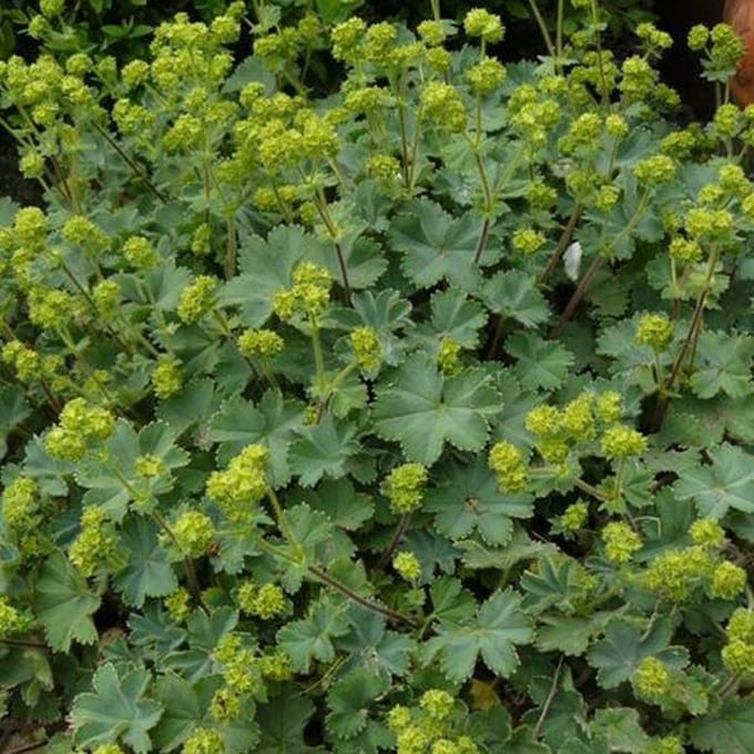 6 x Alchemilla Erythropoda - Vrouwenmantel pot 9x9cm