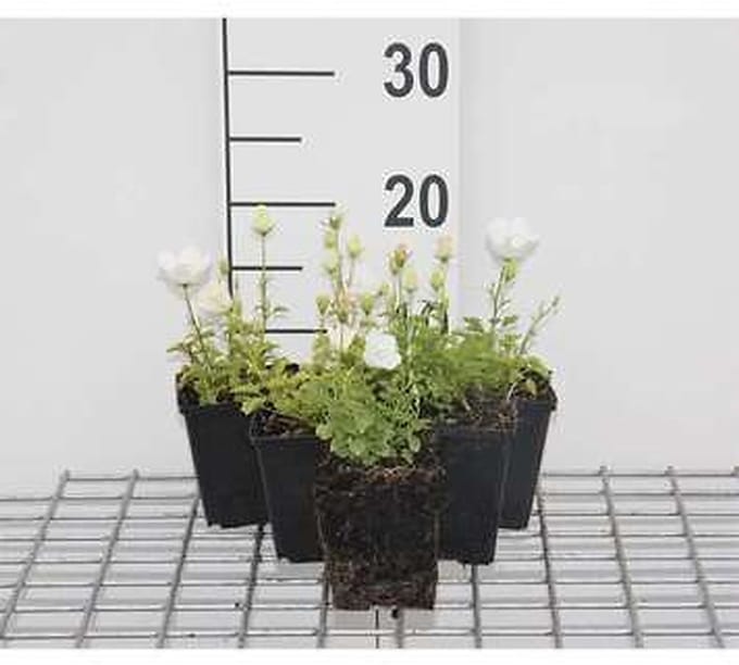 6x Klokje - Campanula carp. 'Weisse Clips' | 9x9 cm pot