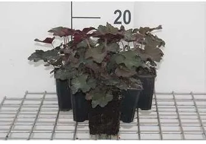 6x Purperklokje - Heuchera mic. 'Palace Purple' | 9x9 cm pot