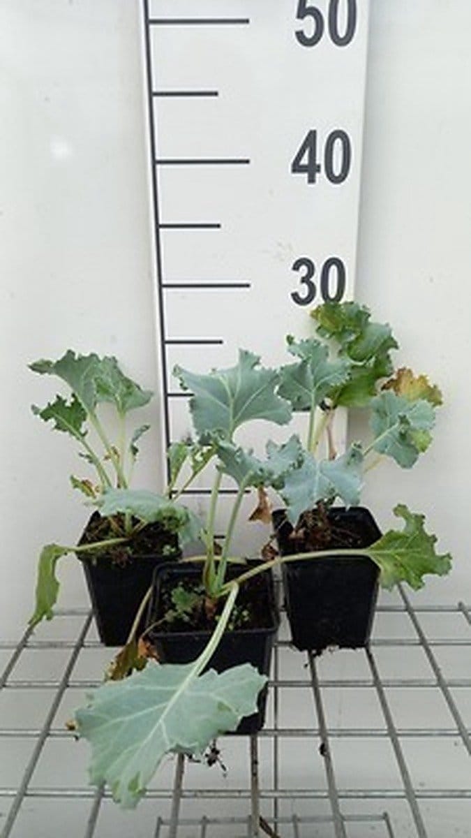 6x Crambe - Crambe maritima | 9x9 cm pot