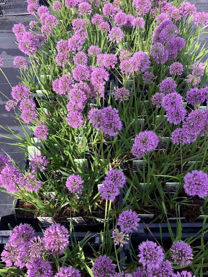6x Sierui - Allium 'Millenium' | 9x9 cm pot