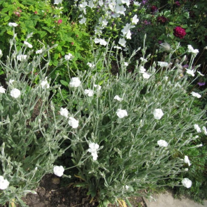 Lychnis coronaria Alba – Witte prikneus - Vaste planten - bloeit in Juni / Augustus