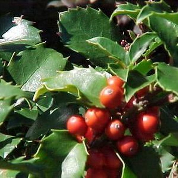 Ilex Meserveae 'Blue Princess' - Blauwe hulst;Amerikaanse hulst 40-60 cm pot